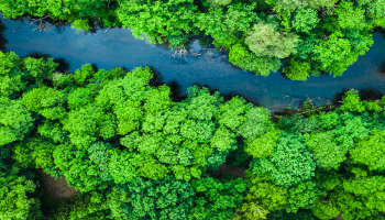 river through forest